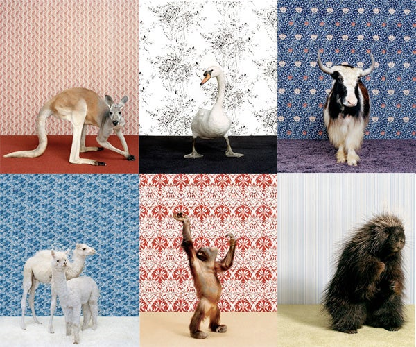 Catherine Ledner - Animal House